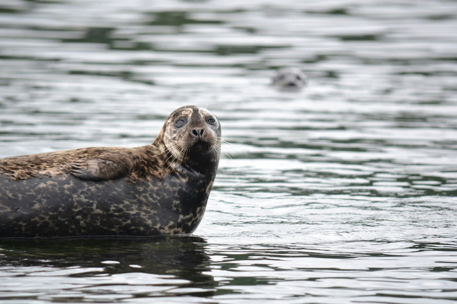 Harbour seal