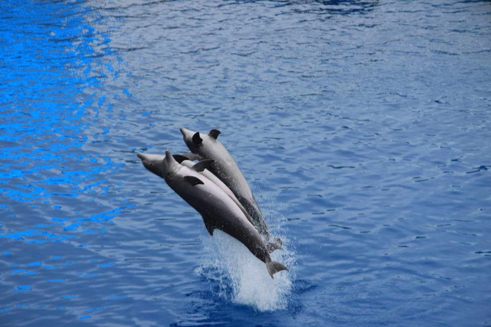 Indo-Pacific bottlenose dolphin