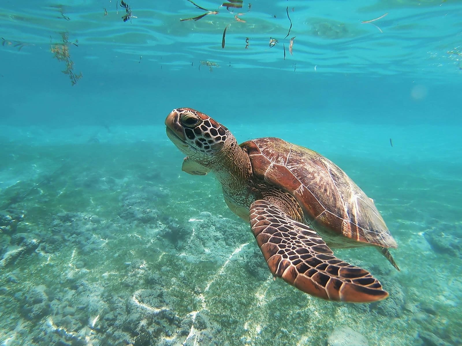 Green Sea Turtle