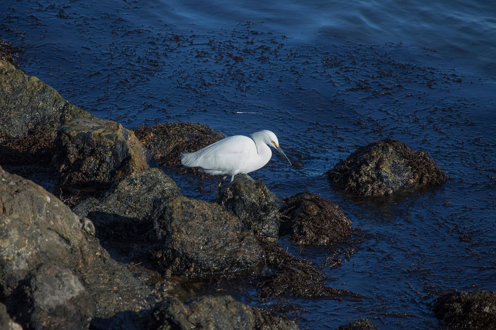 Pacific Reef Egret