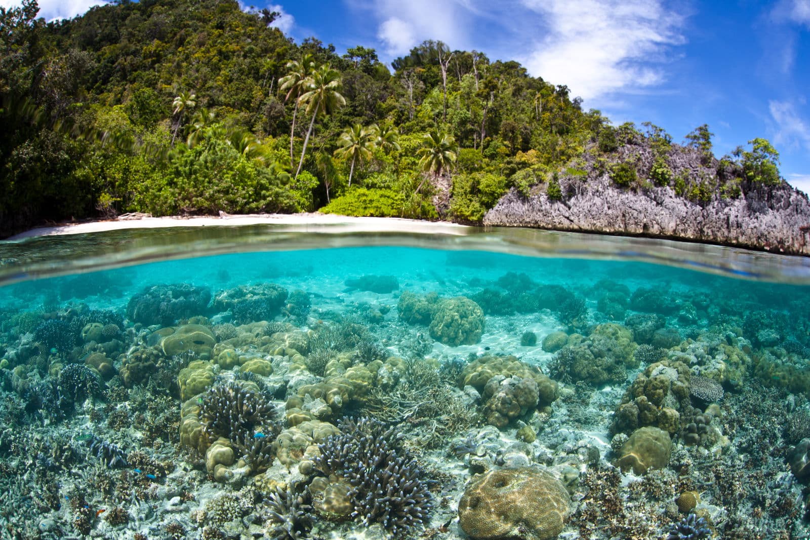 Split-level underwater view of Misool lagoon with coral reef and limestone formations