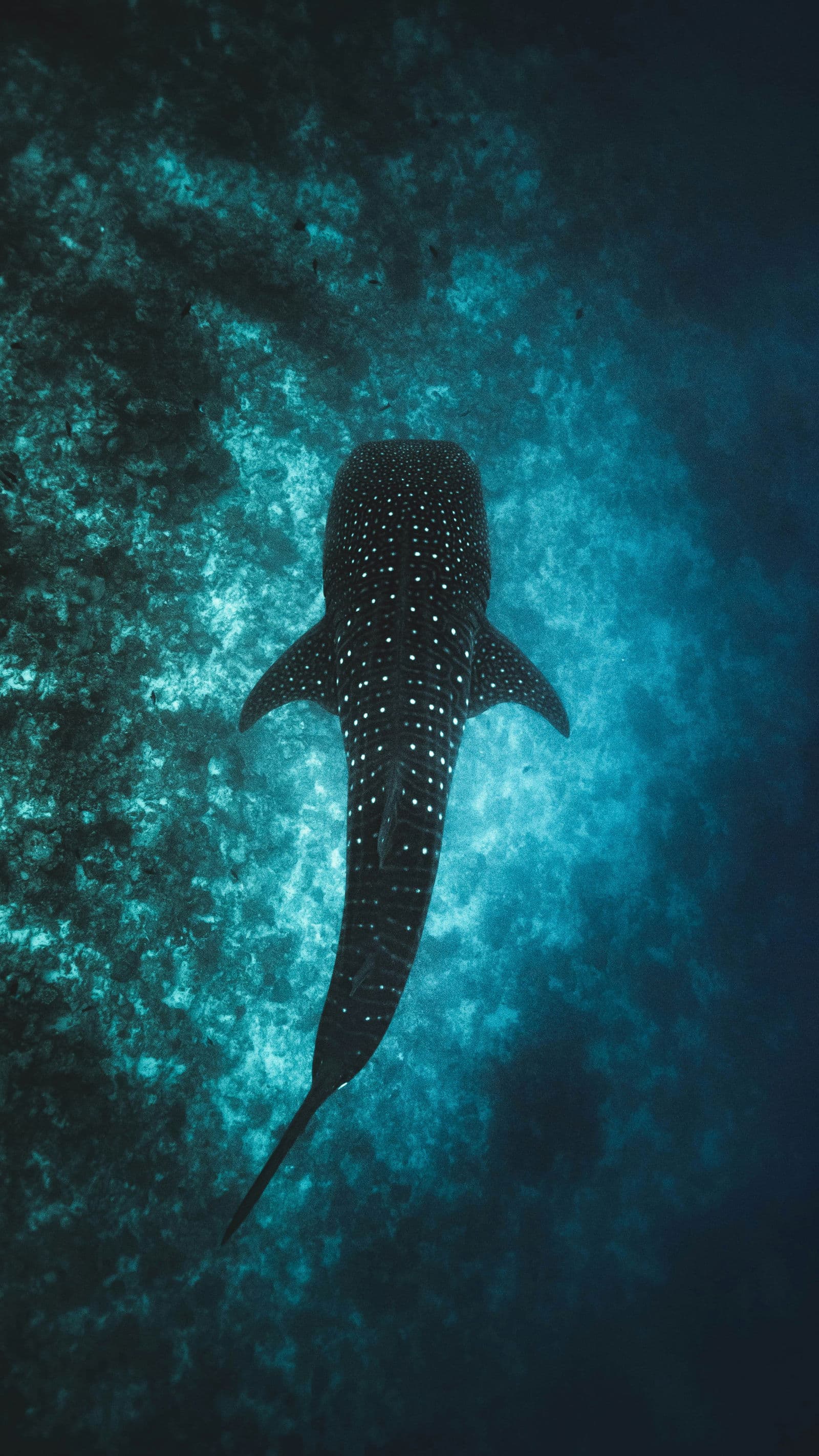 Underwater close-up of whale shark with spotted pattern in turquoise waters