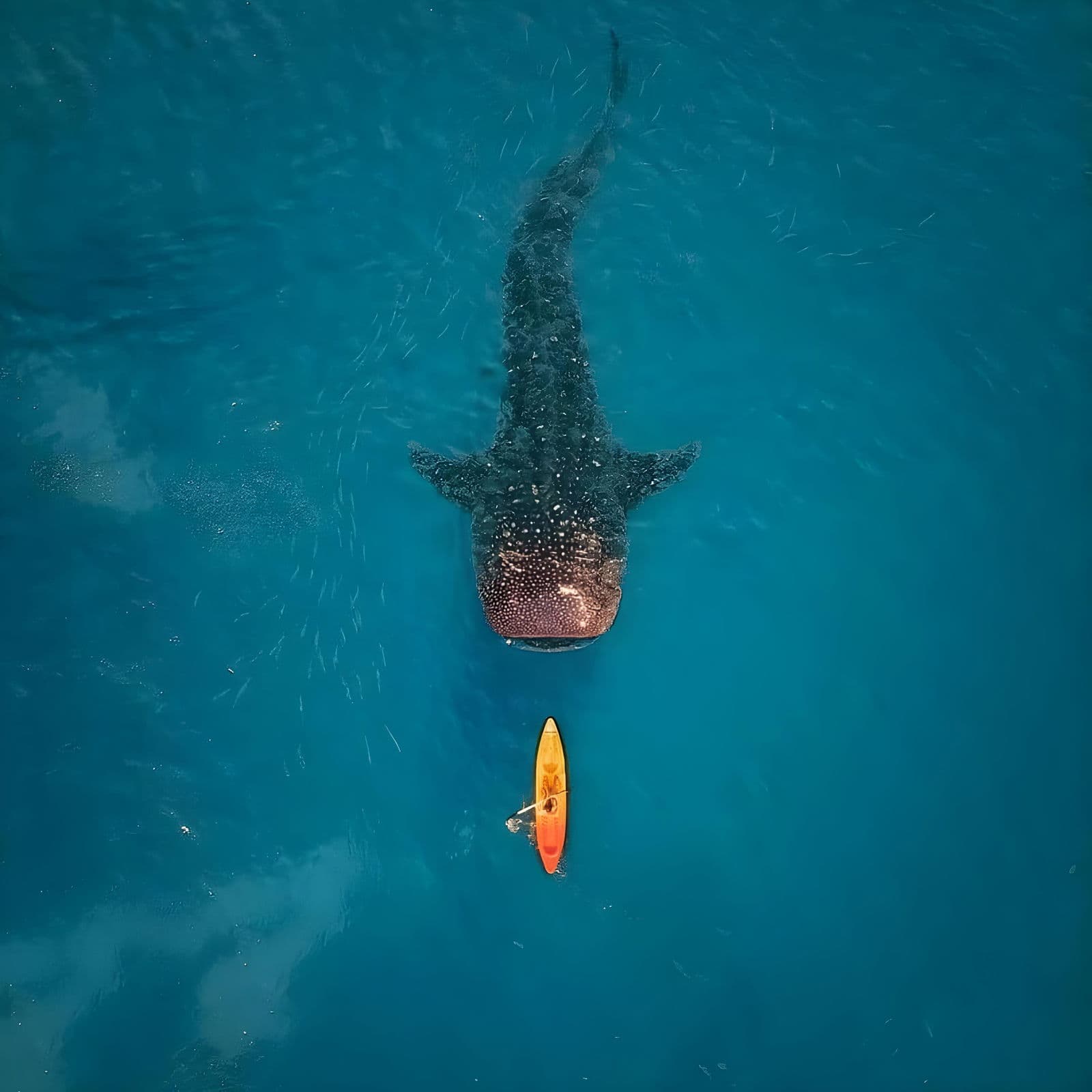 Kwatisore, Cenderawasih Bay, Papua
