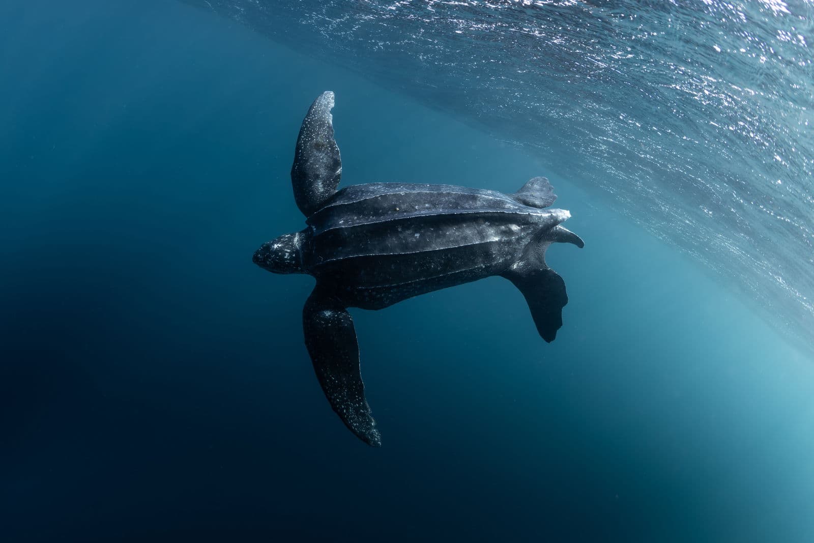 Ayu Atoll, Raja Ampat, Papua