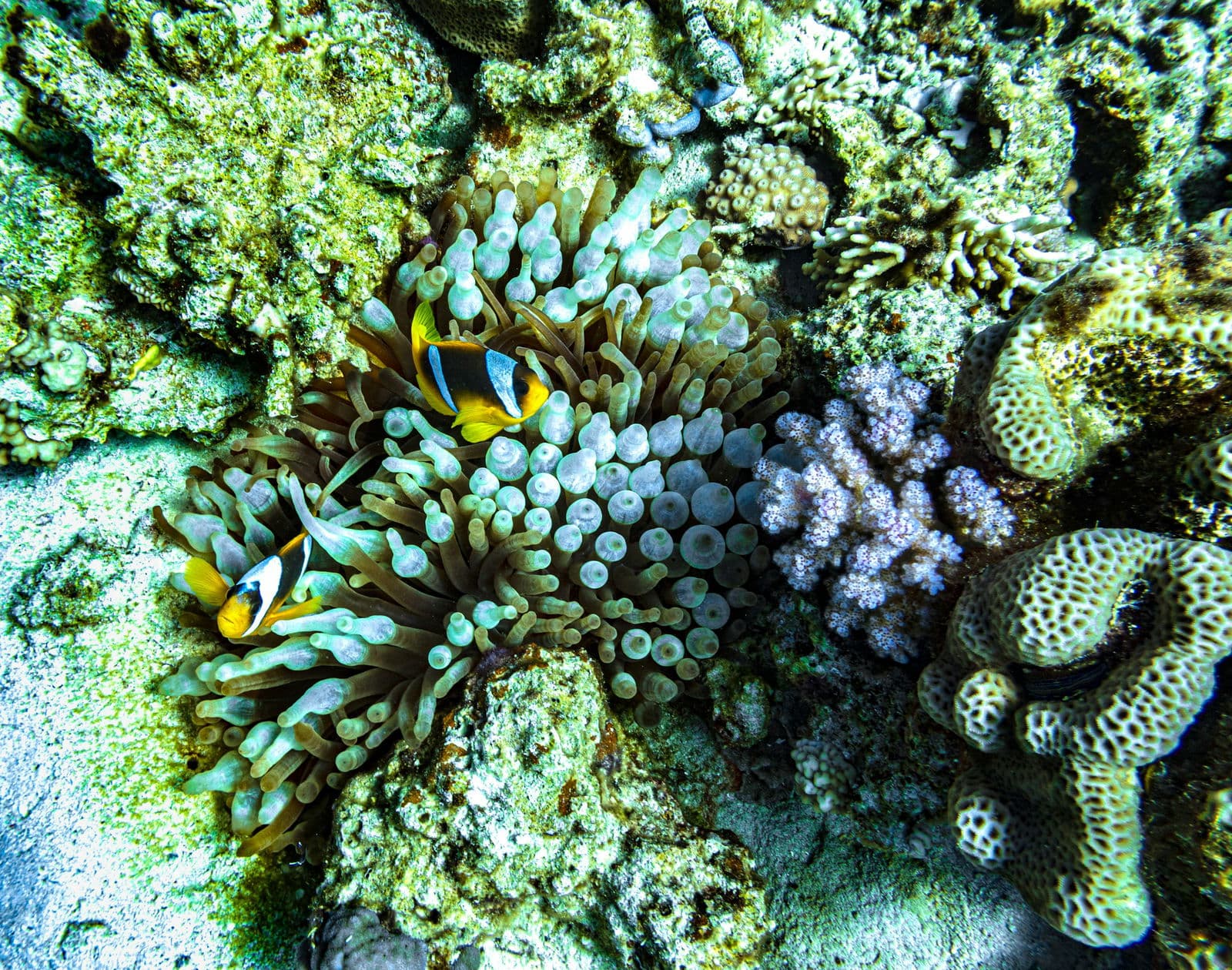 Underwater coral reef view in Raja Ampat with diverse marine life