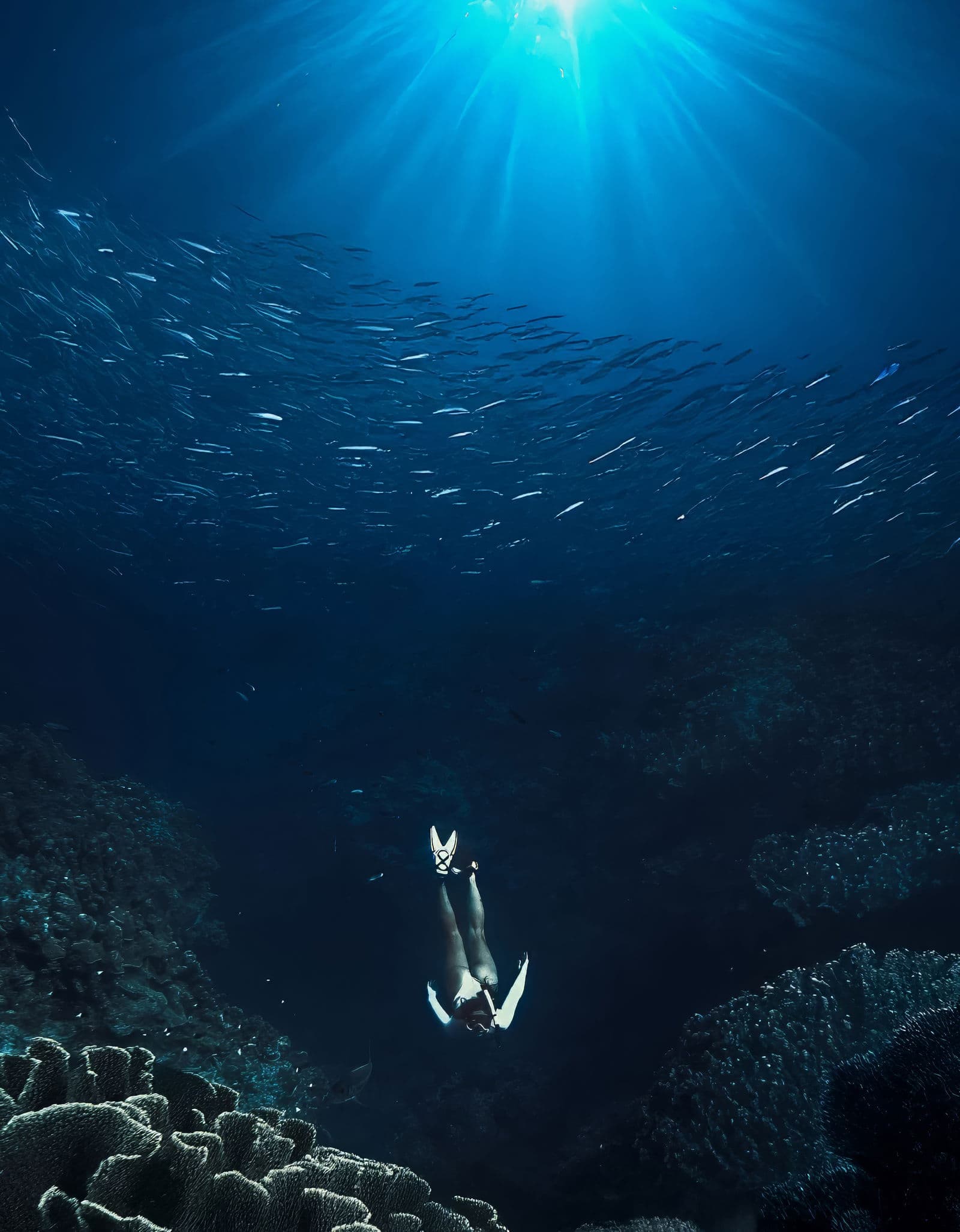 Snorkeler swimming above vibrant coral reef with tropical fish