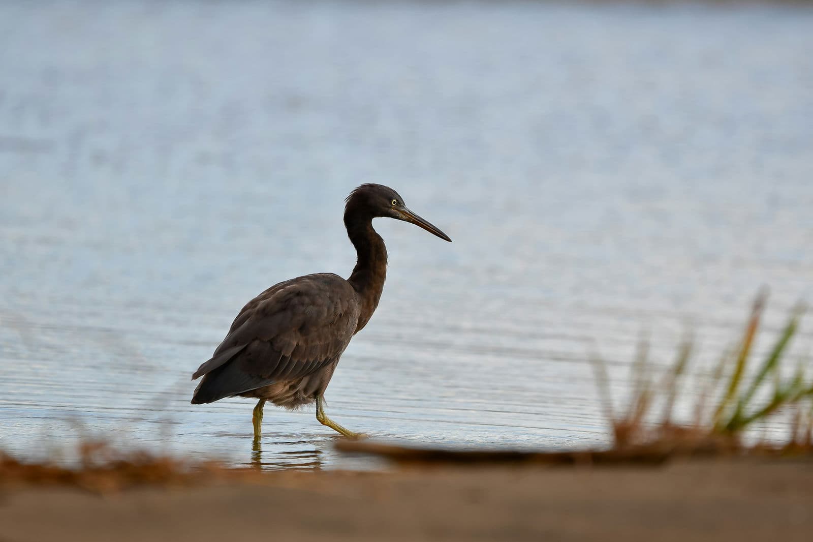 Pacific Reef Heron