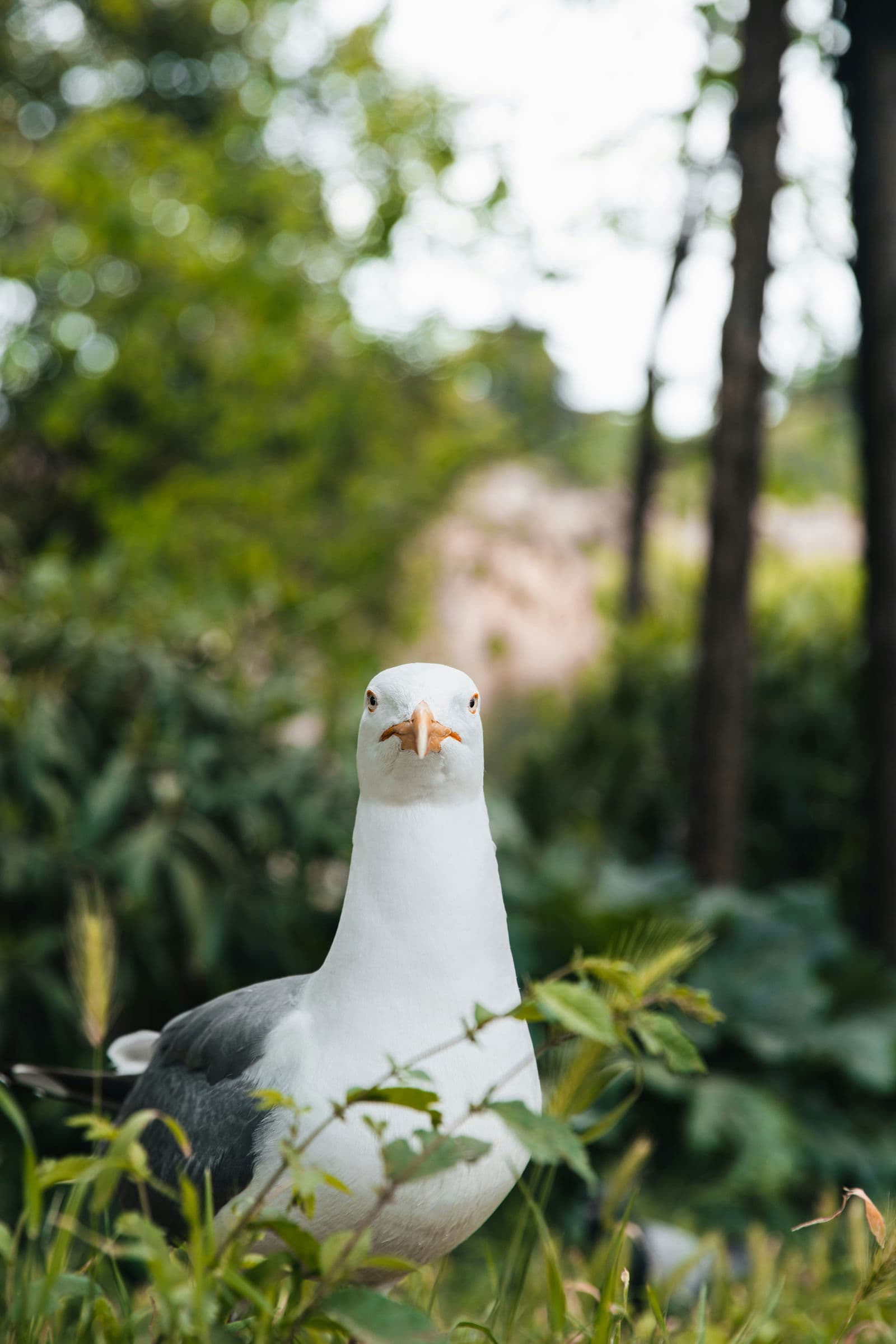 Island Imperial Pigeon