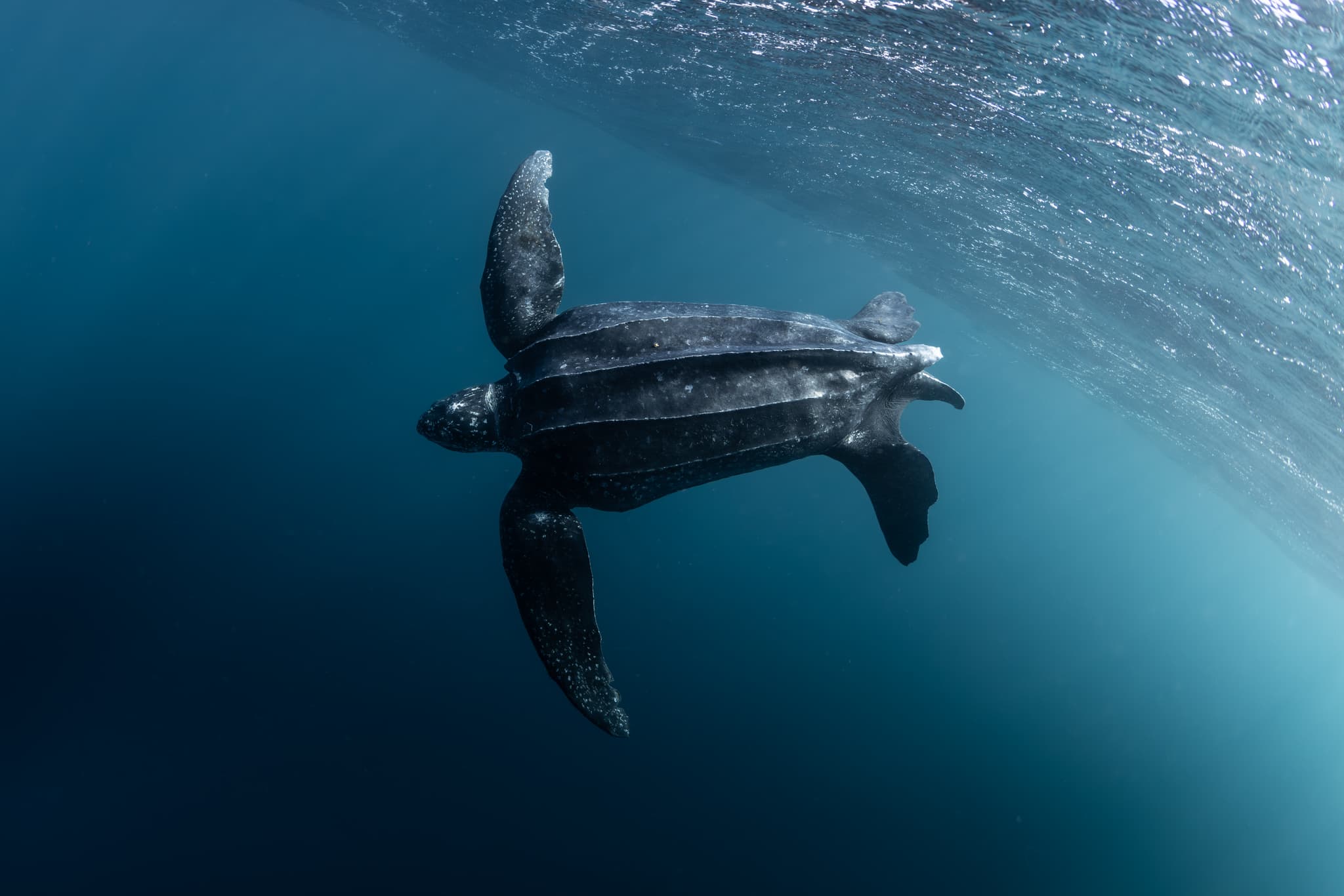 Hawksbill Turtle