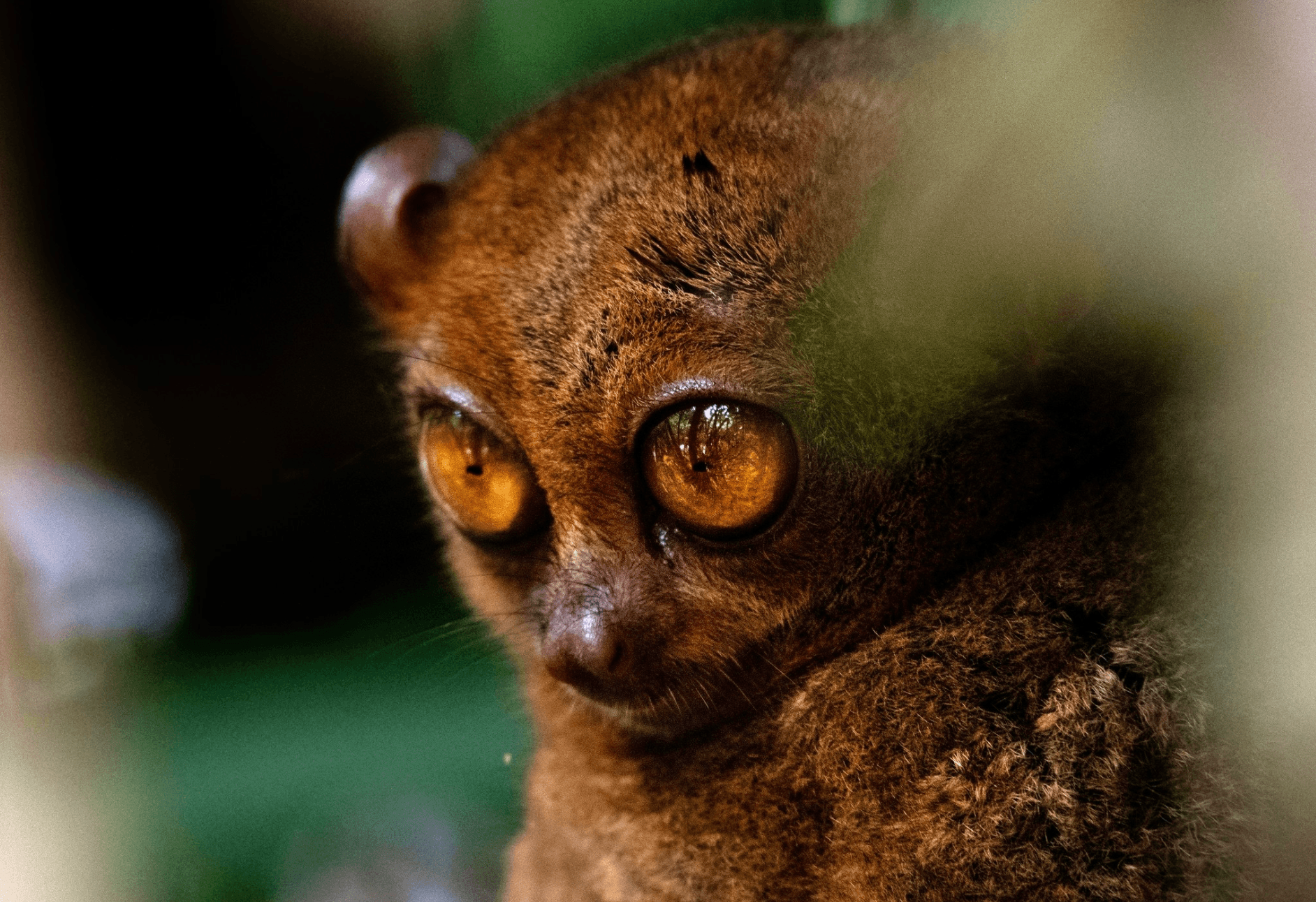 Philippine Tarsier